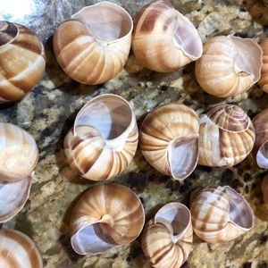 Snail shells great for kids projects